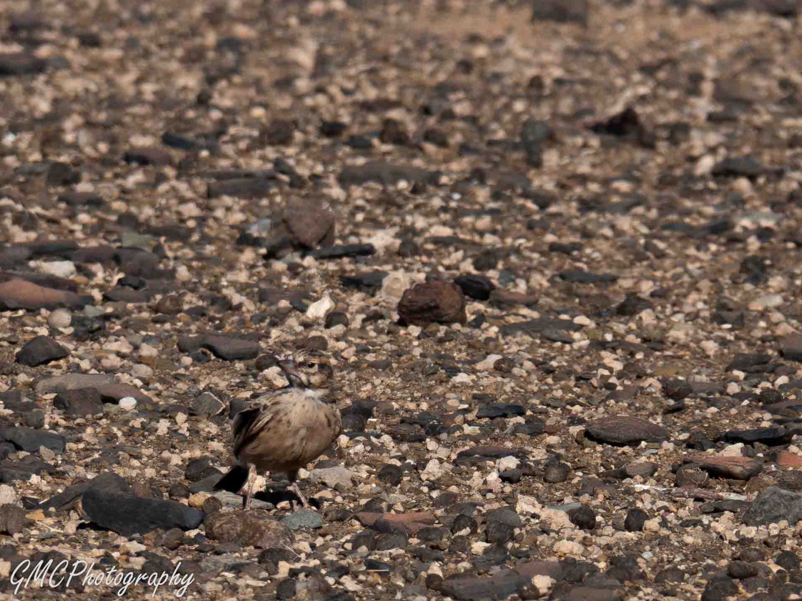 Red Lark