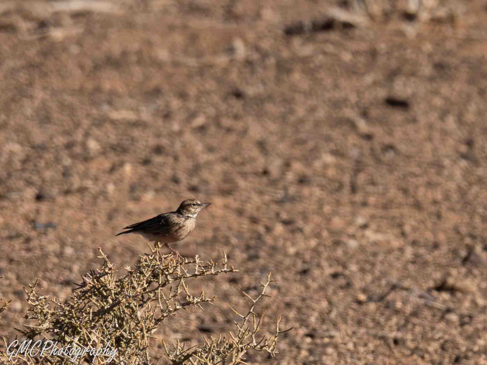 Sclater's Lark