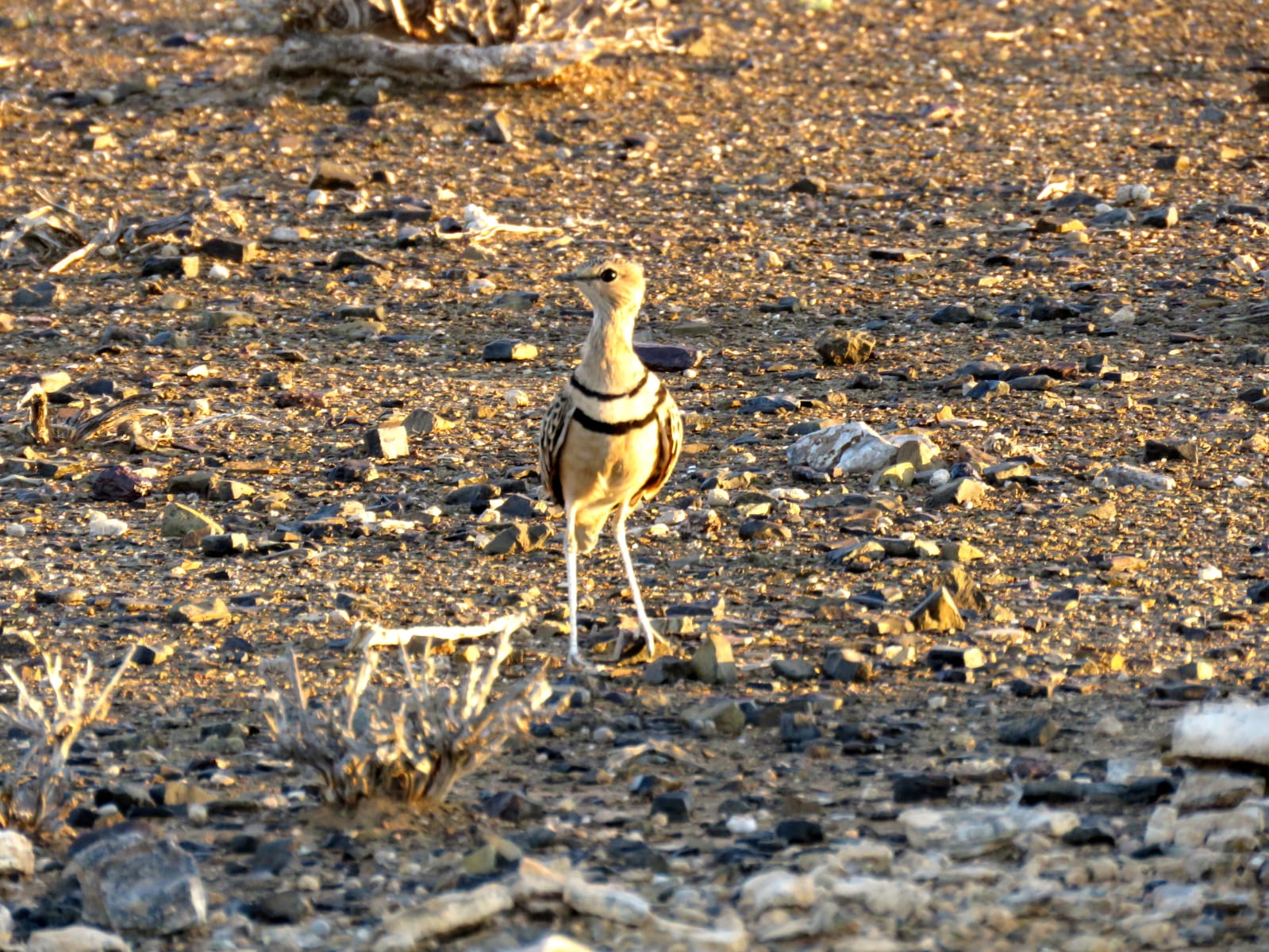 Double-banded Courser