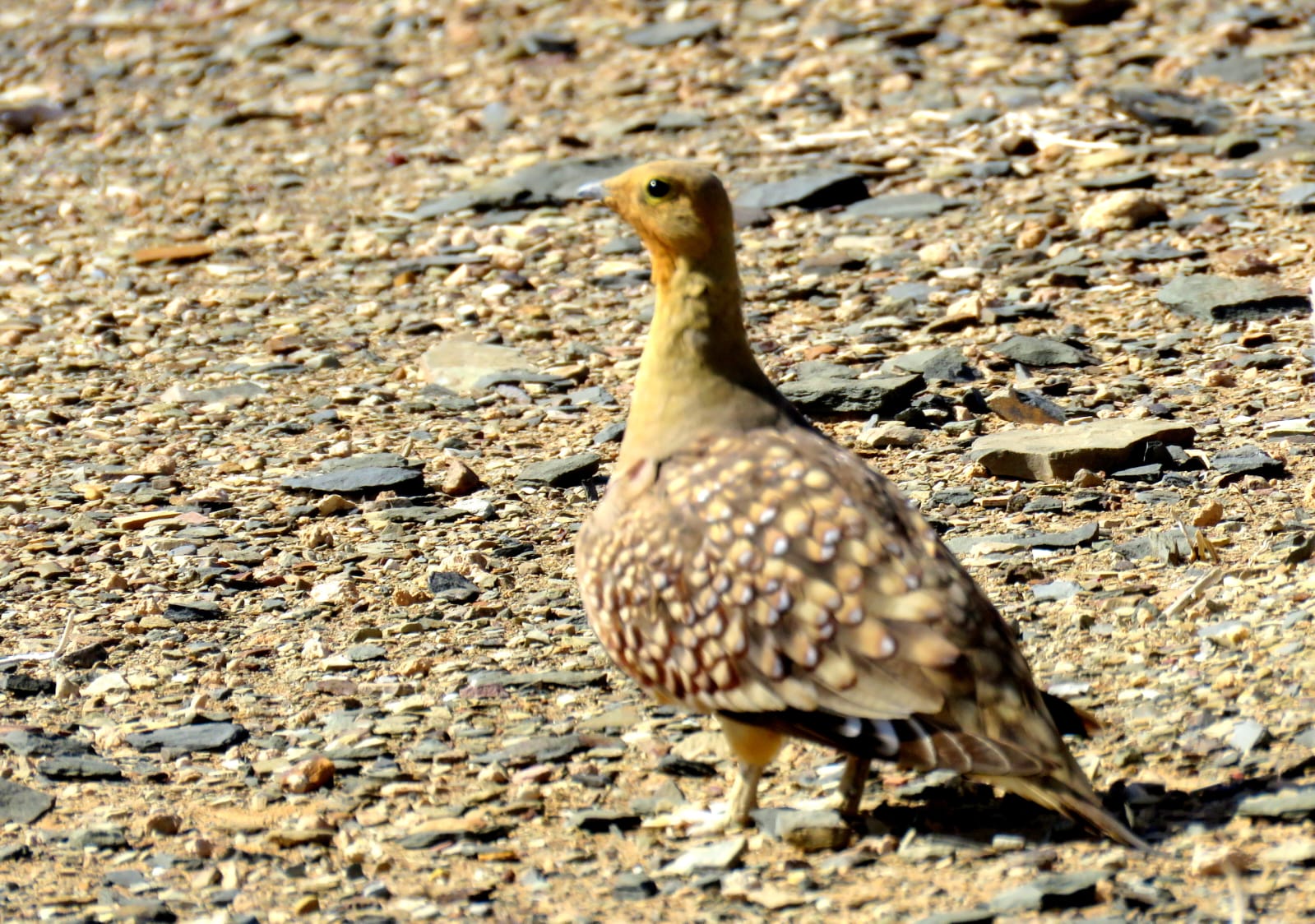 Namaqua Sandgrouse