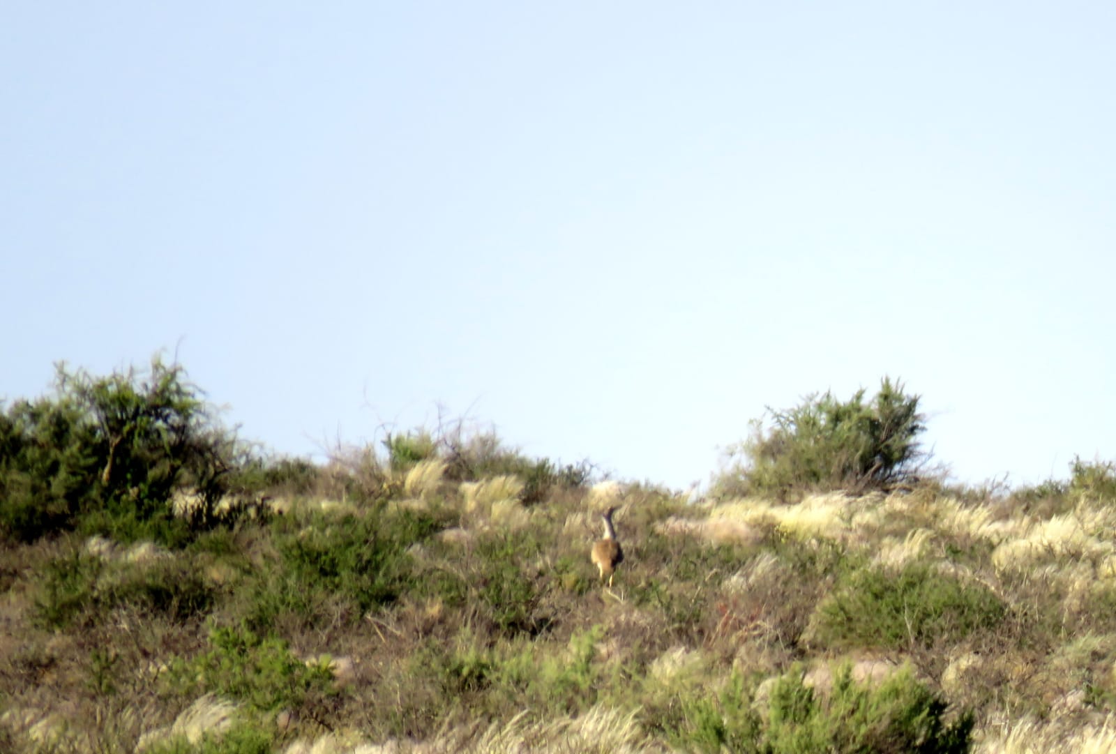 Kori Bustard